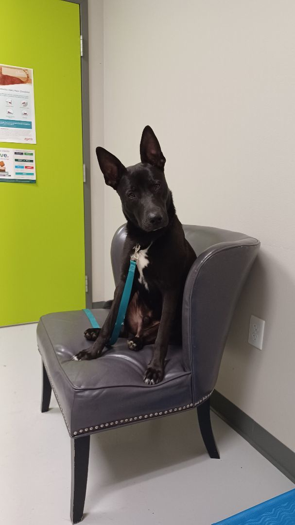 Midnight, a Adopted mixed breed in PENSACOLA, FL image 2/4