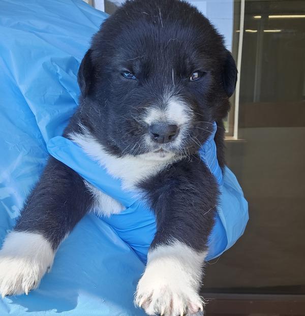 Haze, Adoptable, Puppy Female Great Pyrenees.
