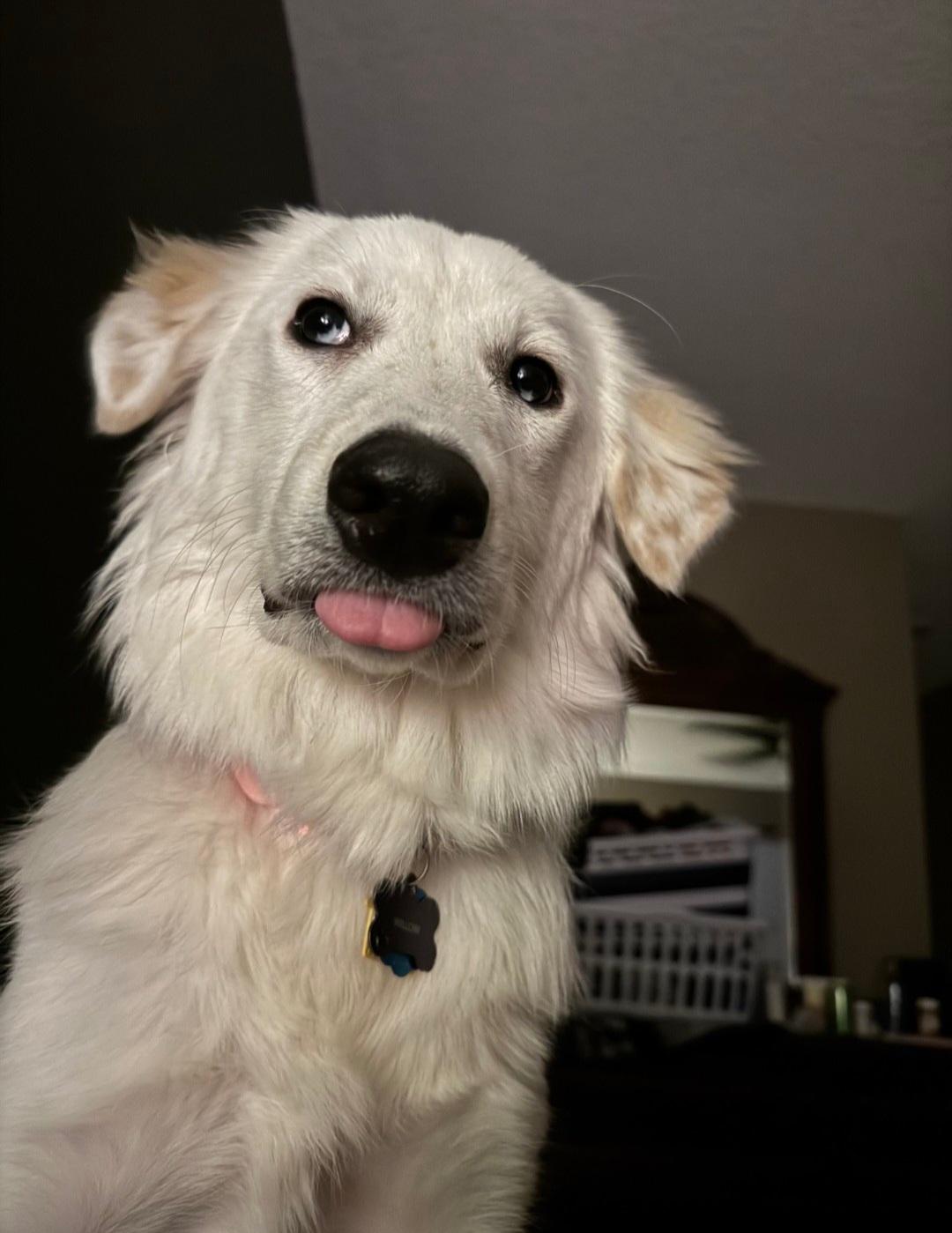 R-Willow, an adopted mixed breed in Oviedo, FL image 5/5