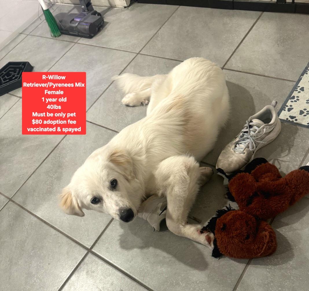 R-Willow, an adopted mixed breed in Oviedo, FL image 2/5