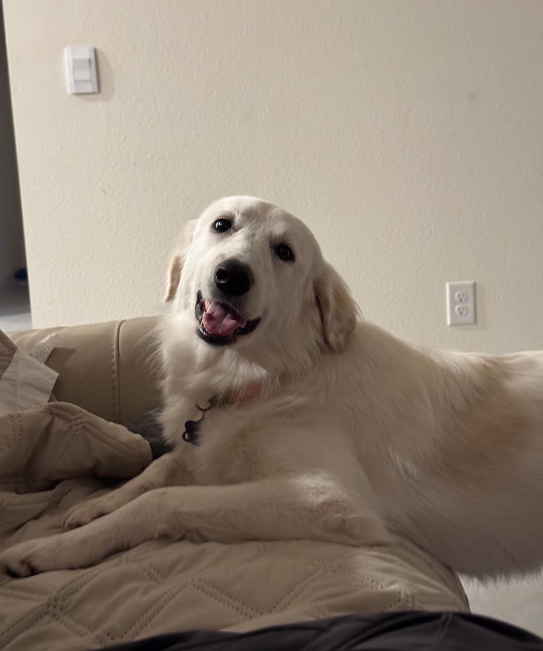 R-Willow, ADOPTABLE, Adult Female Retriever & Great Pyrenees.