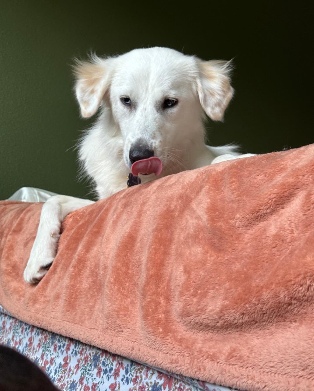 R-Willow, an adopted mixed breed in Oviedo, FL image 3/5