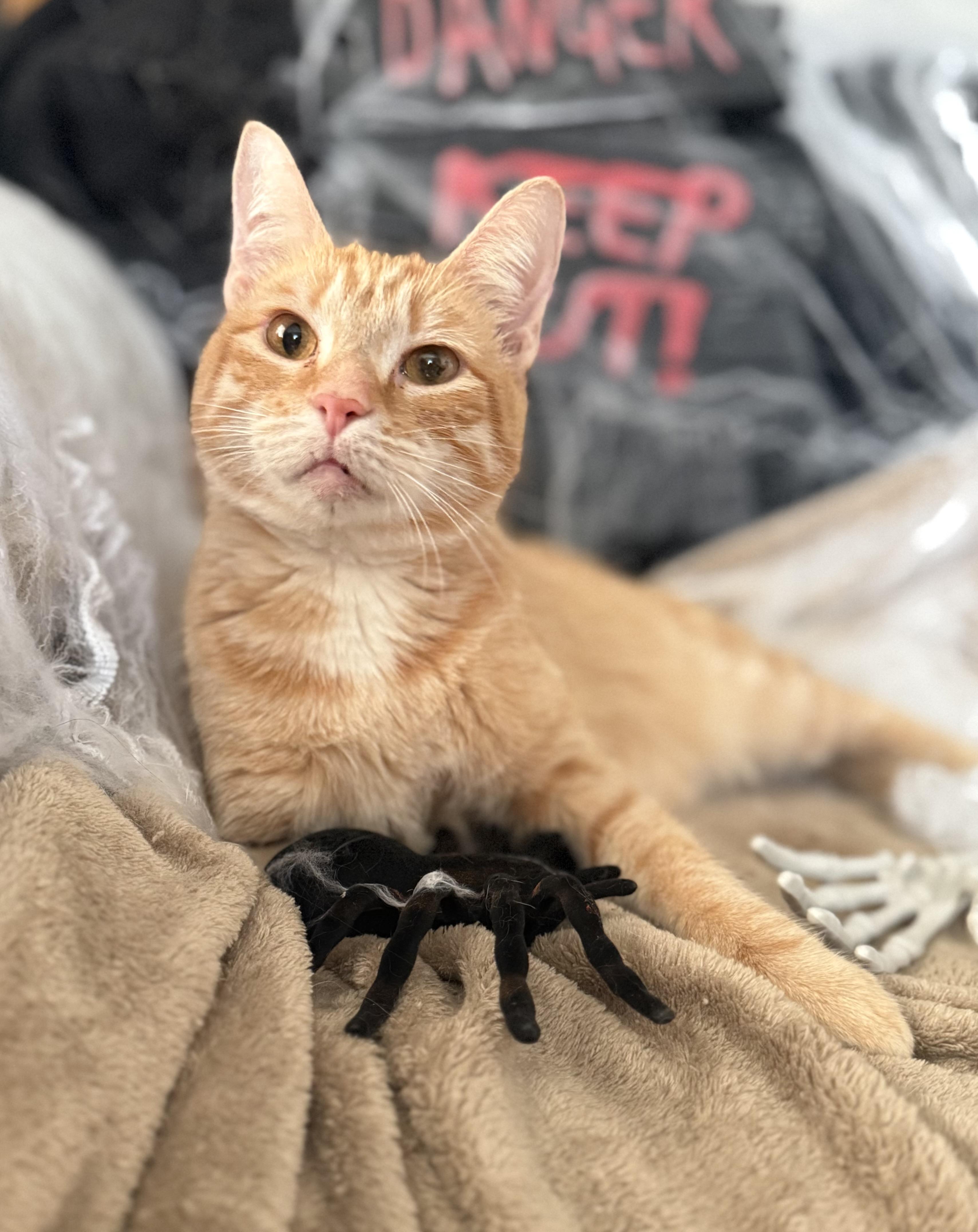 Enlarge Teeter, a Adoptable Domestic Short Hair in Covington, LA image 1/6