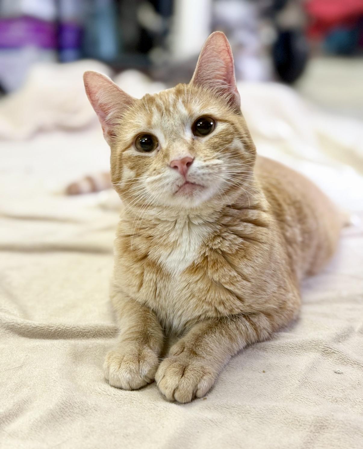 Enlarge Teeter, a Adoptable Domestic Short Hair in Covington, LA image 3/6
