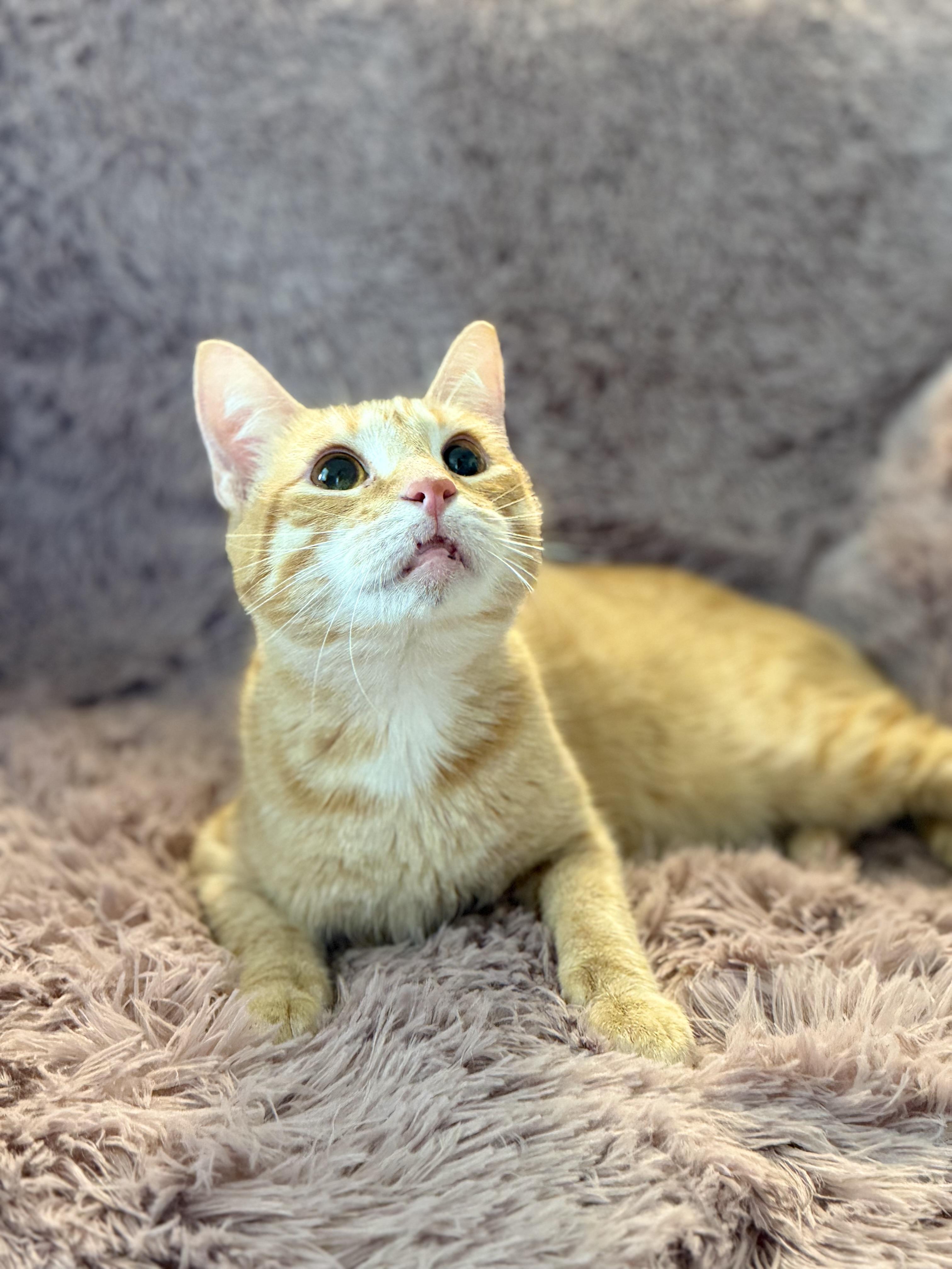 Enlarge Teeter, a Adoptable Domestic Short Hair in Covington, LA image 2/6