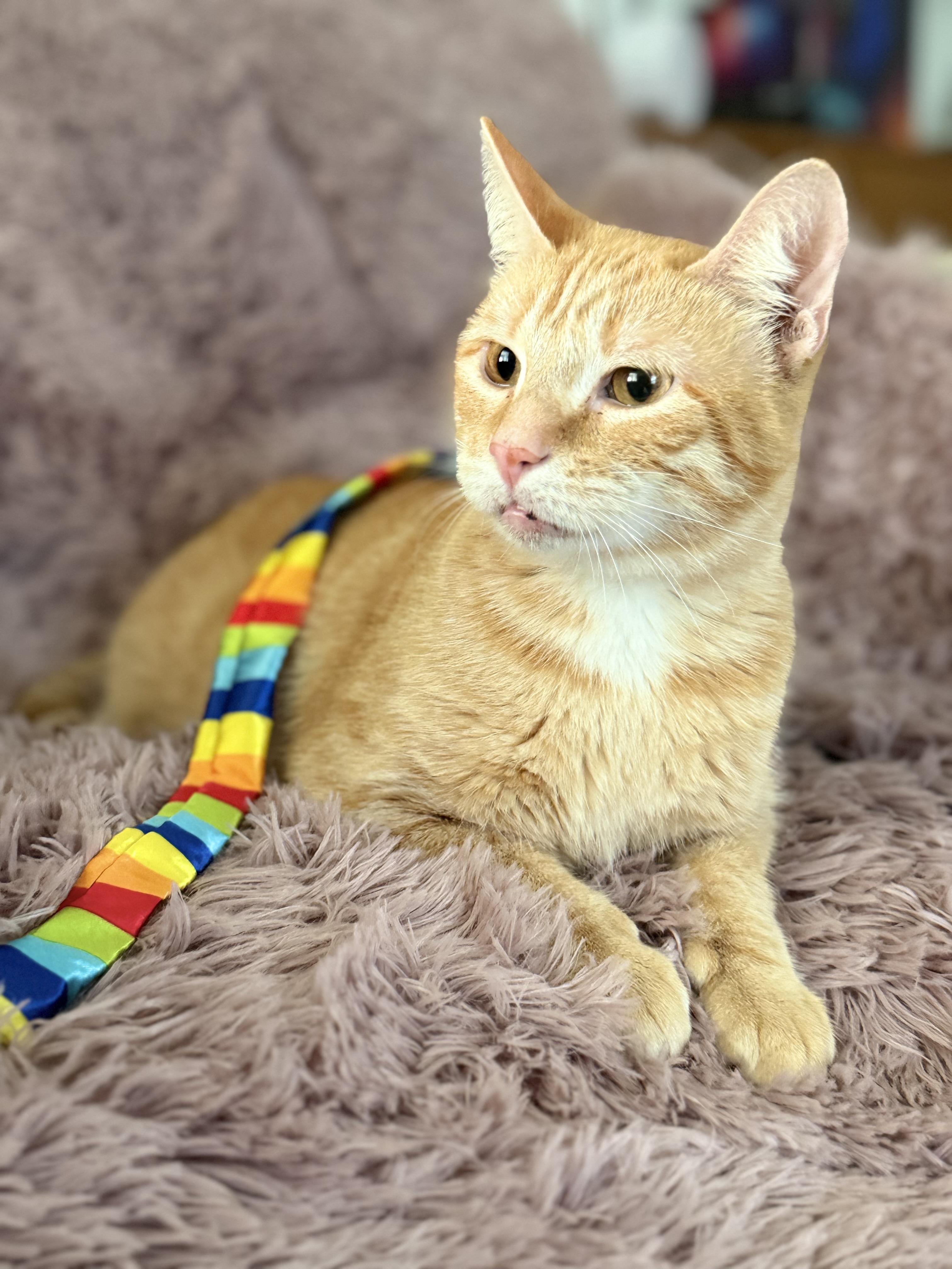 Enlarge Teeter, a Adoptable Domestic Short Hair in Covington, LA image 6/6
