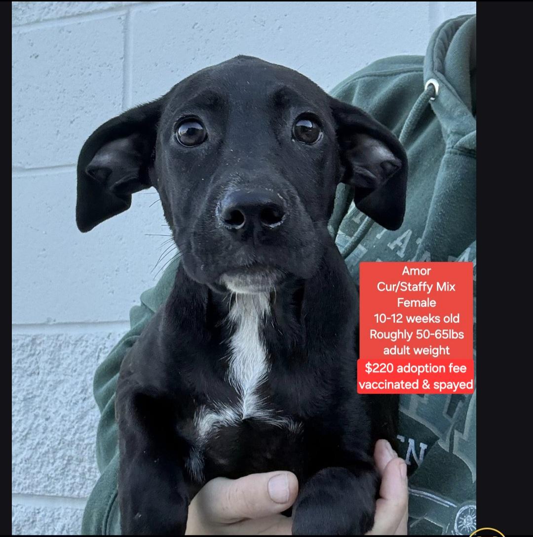 Amor, ADOPTABLE, Puppy Female Staffordshire Bull Terrier & Black Mouth Cur.