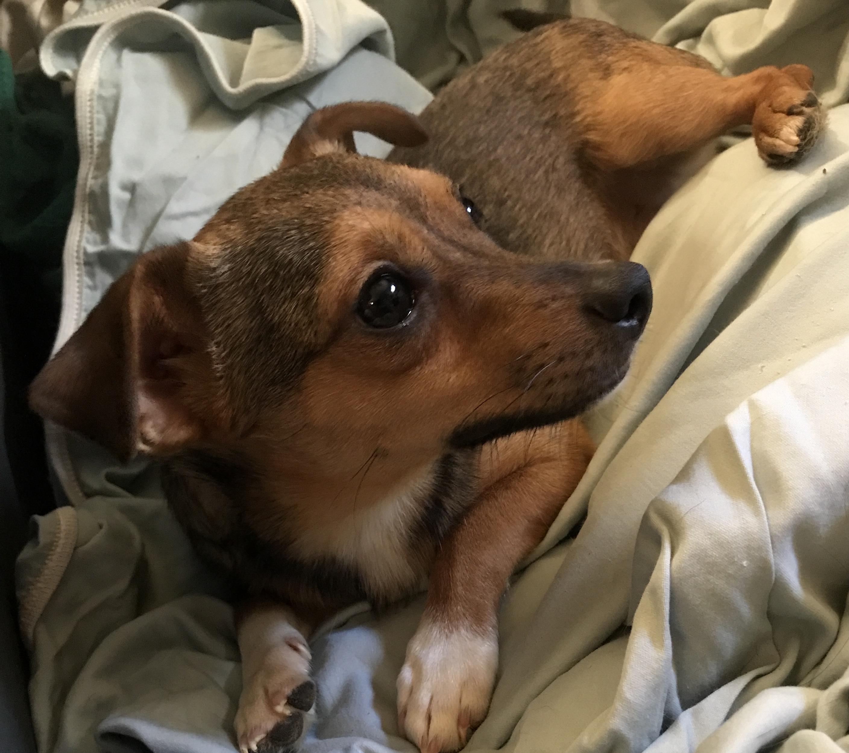 Enlarge Stevie, a Adoptable mixed breed in Lancaster, CA image 2/3