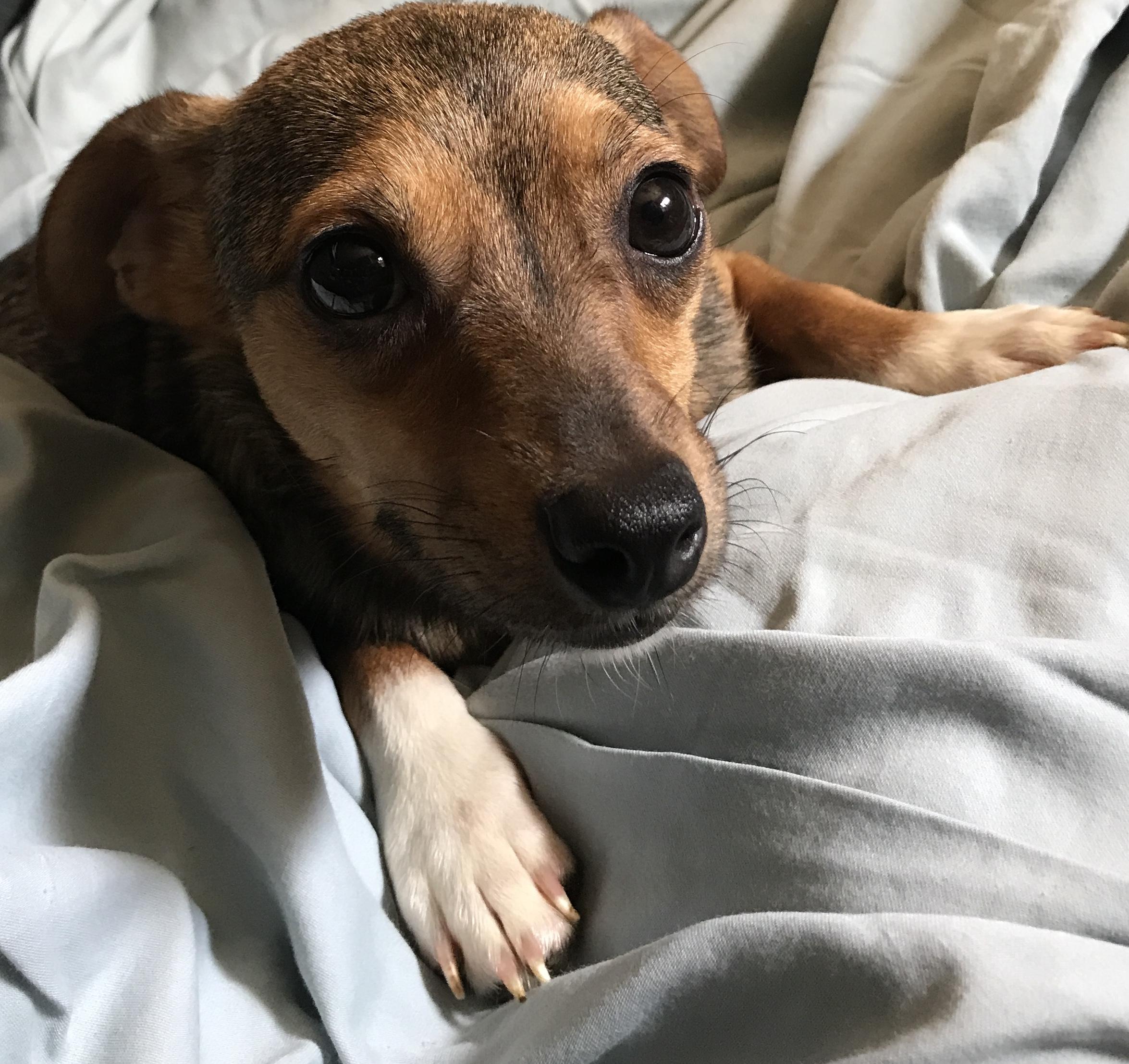 Stevie, Adoptable, Young Male Chihuahua.