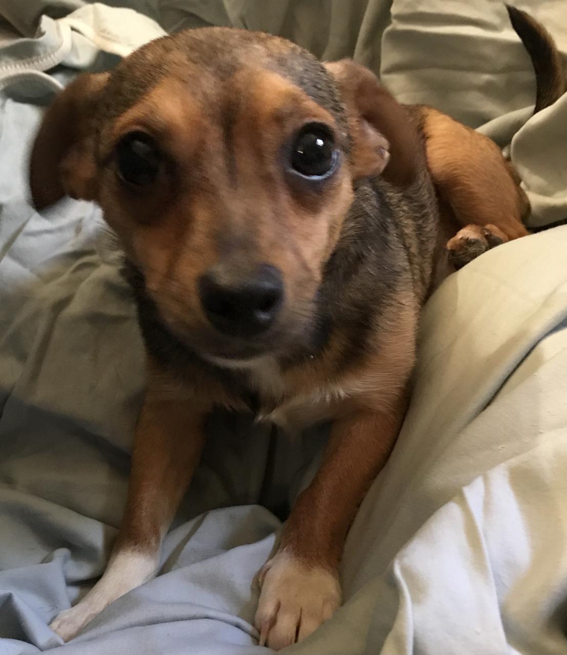 Enlarge Stevie, a Adoptable mixed breed in Lancaster, CA image 3/3