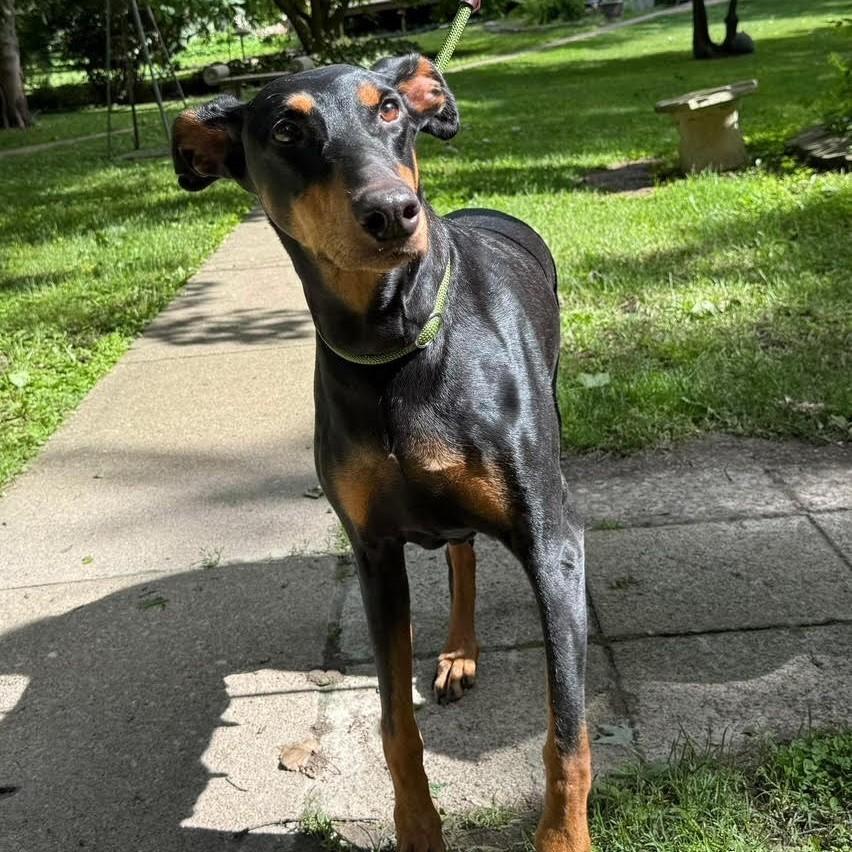 Enlarge Reese, a Adoptable Doberman Pinscher in Barrington, IL image 2/5