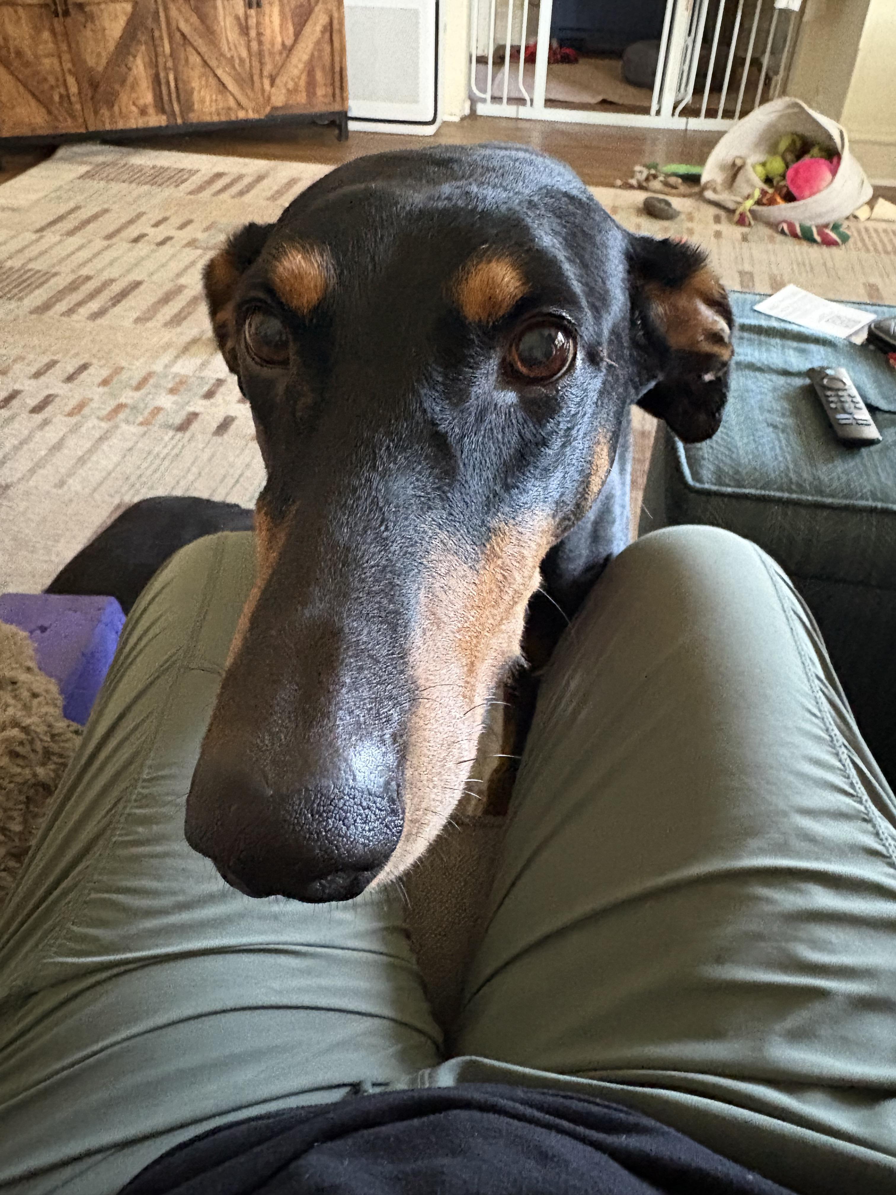 Enlarge Reese, a Adoptable Doberman Pinscher in Barrington, IL image 4/5