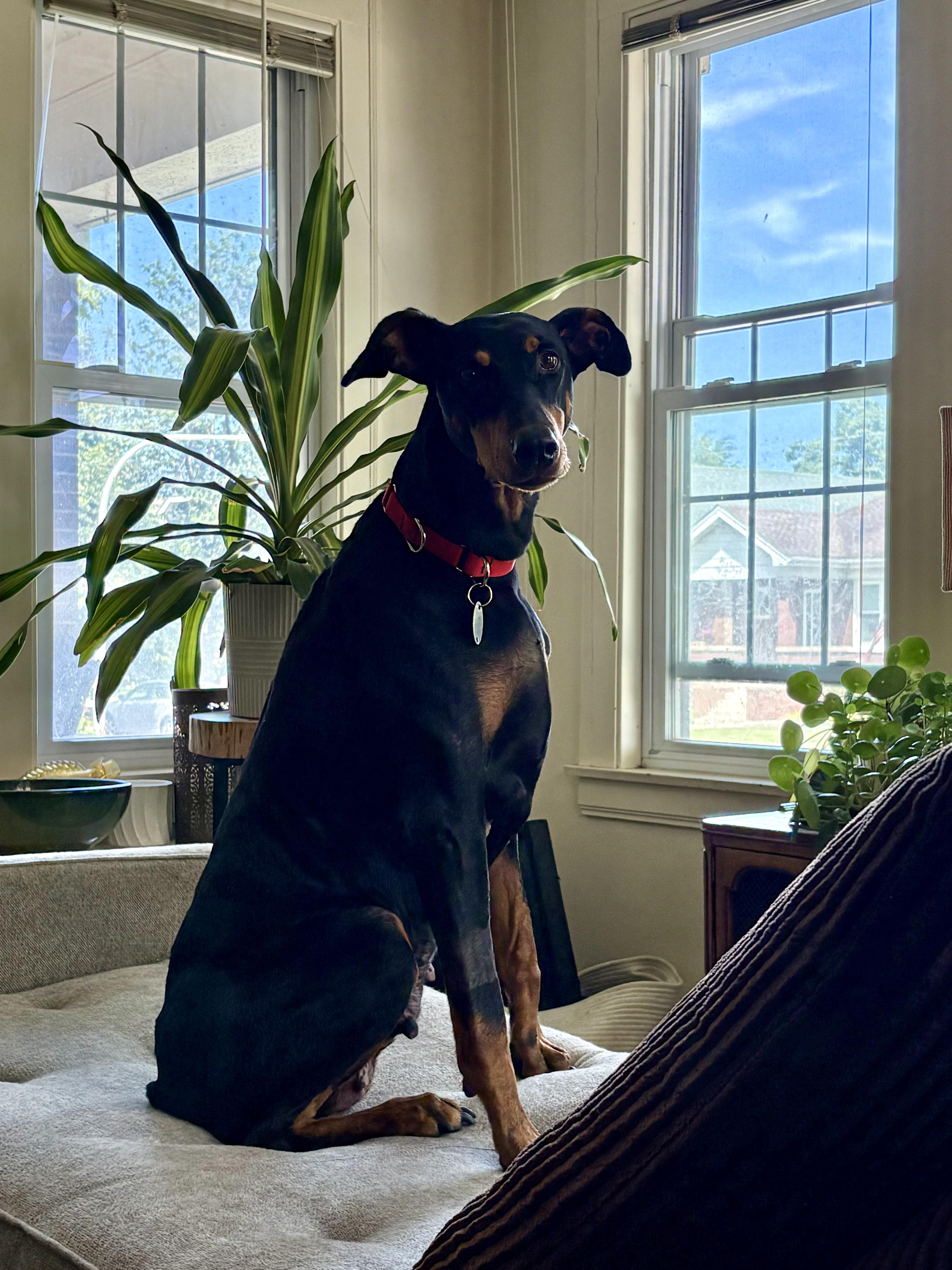 Enlarge Reese, a Adoptable Doberman Pinscher in Barrington, IL image 5/5