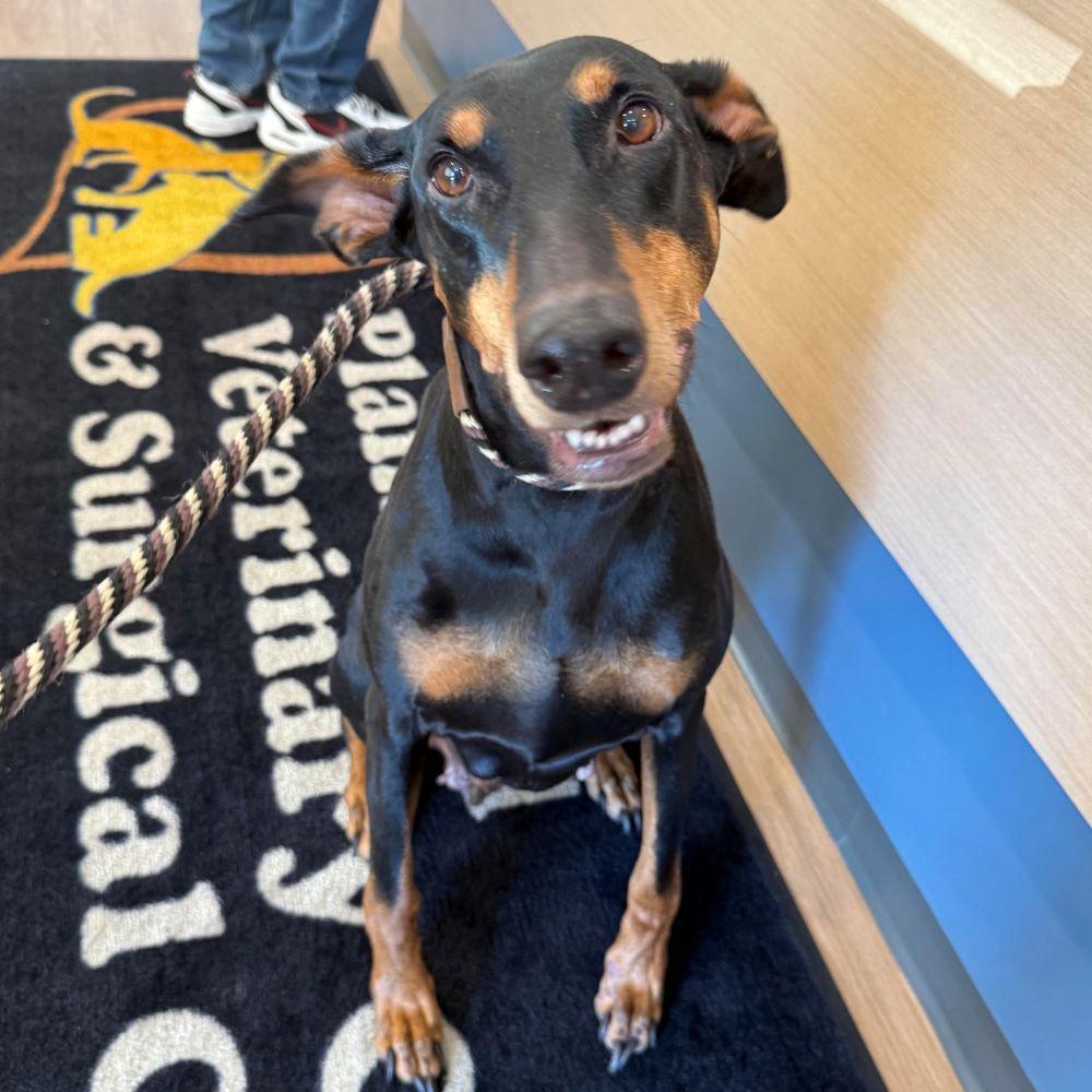 Enlarge Reese, a Adoptable Doberman Pinscher in Barrington, IL image 3/5