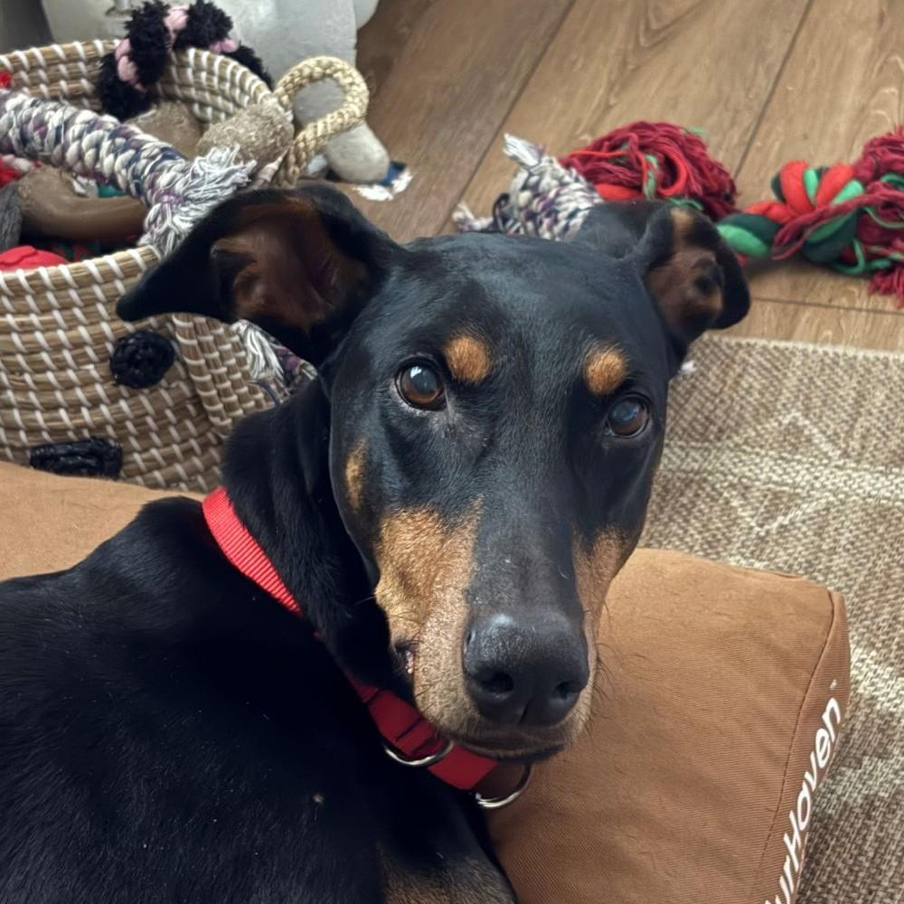 Enlarge Reese, a Adoptable Doberman Pinscher in Barrington, IL image 1/5