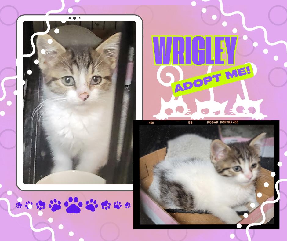 Enlarge Wrigley, an adopted American Shorthair in Paris, IL image 1/1