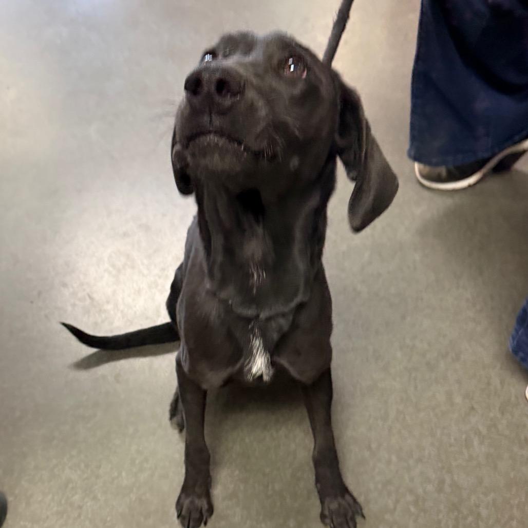 Fido, Adoptable, Young Male Black Labrador Retriever.