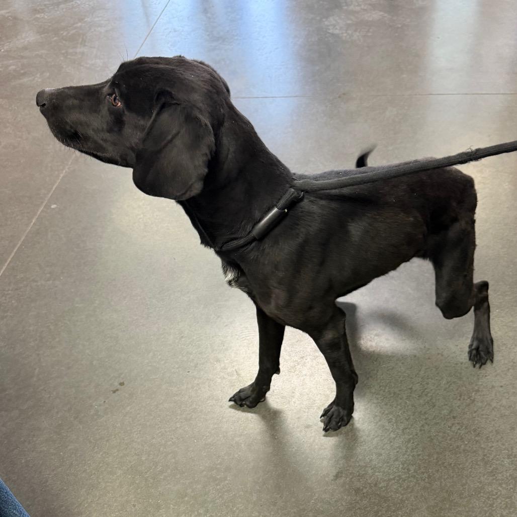 Enlarge Fido, a Adoptable Black Labrador Retriever in Idaho Falls, ID image 2/4