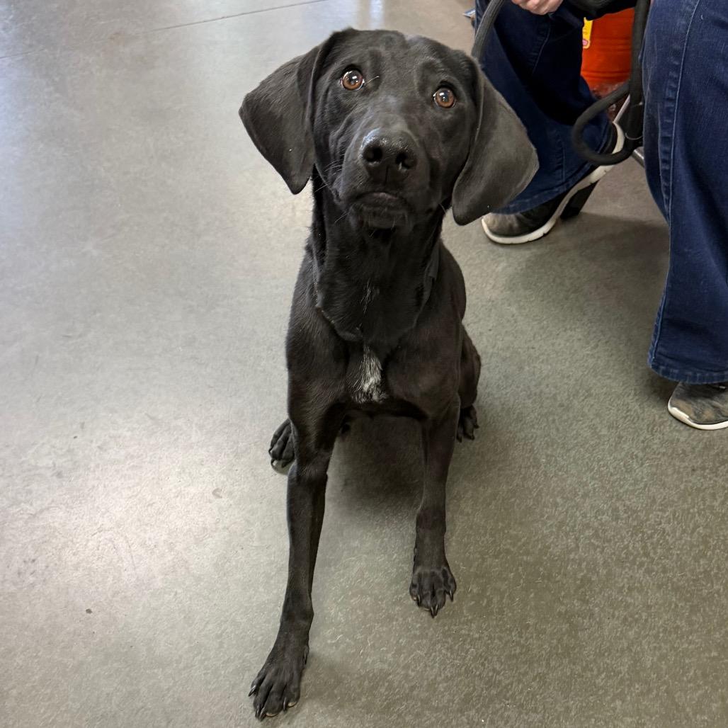 Enlarge Fido, a Adoptable Black Labrador Retriever in Idaho Falls, ID image 3/4