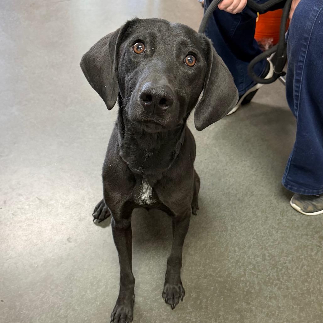 Enlarge Fido, a Adoptable Black Labrador Retriever in Idaho Falls, ID image 4/4
