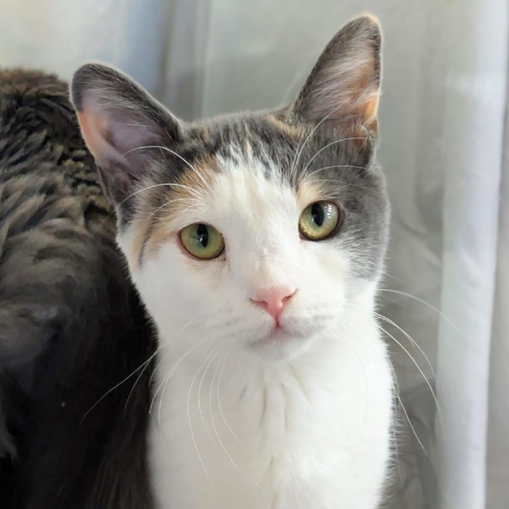 Twizzlers — thumbnail 3