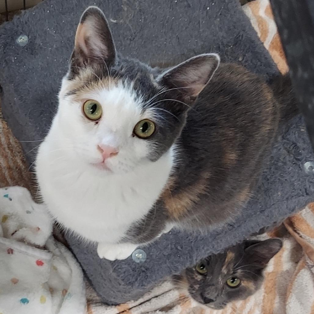 Twizzlers — thumbnail 4