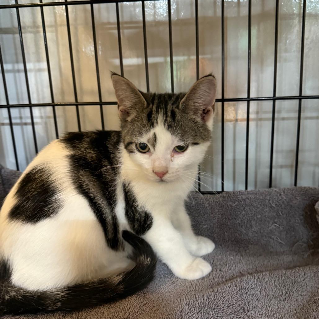 Kevin, Adoptable, Young Male Domestic Short Hair.