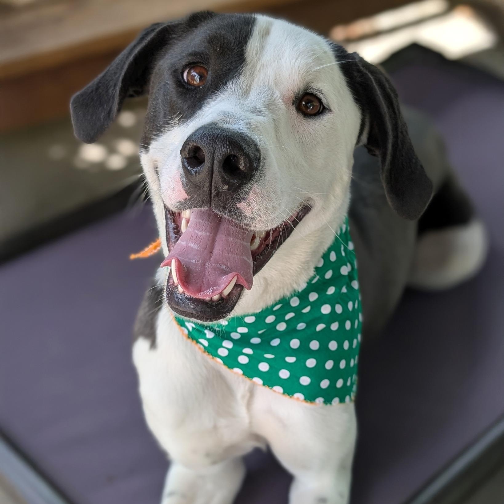 Enlarge Ivy, a Adoptable mixed breed in House Springs, MO image 2/3