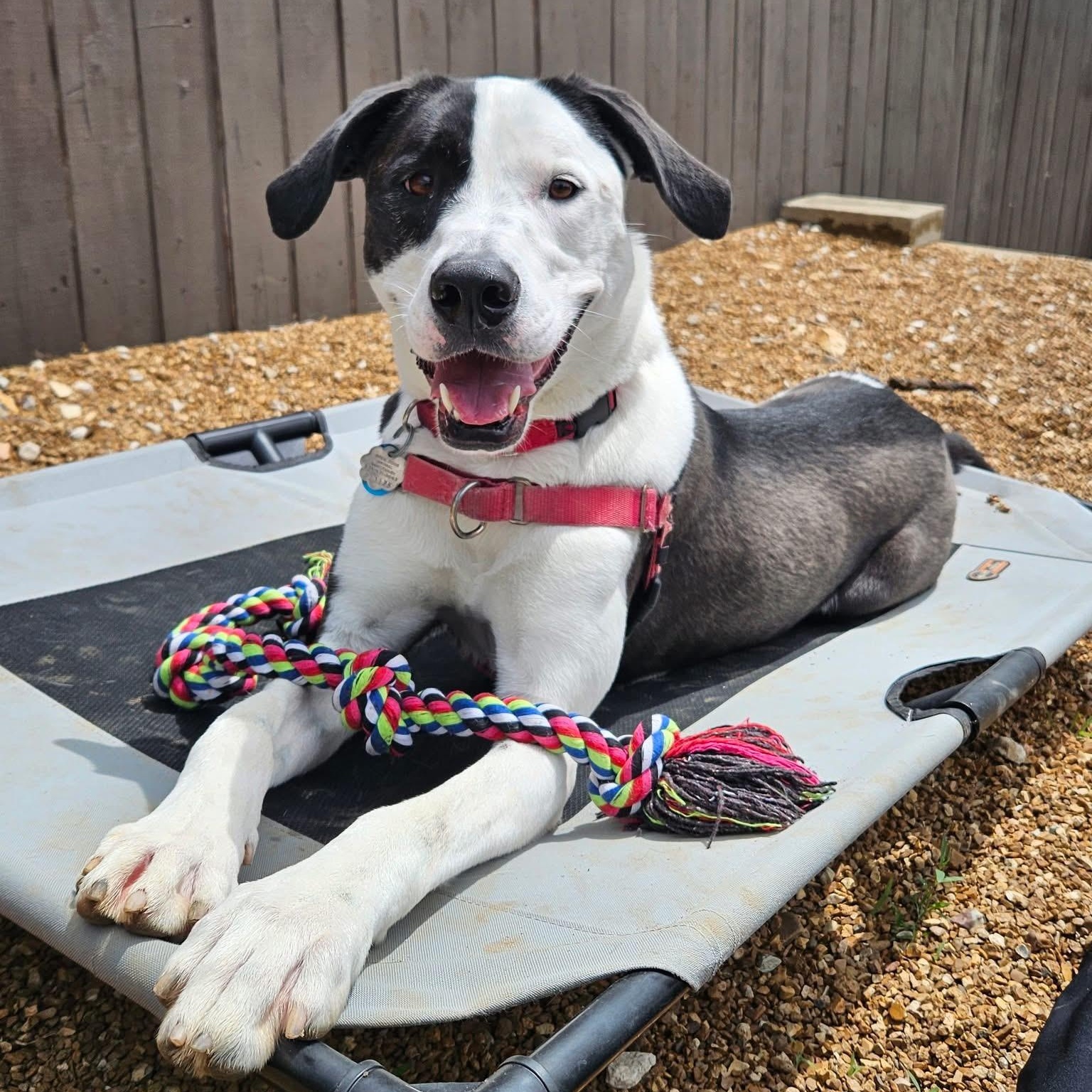 Enlarge Ivy, an adoptable mixed breed in House Springs, MO image 1/4