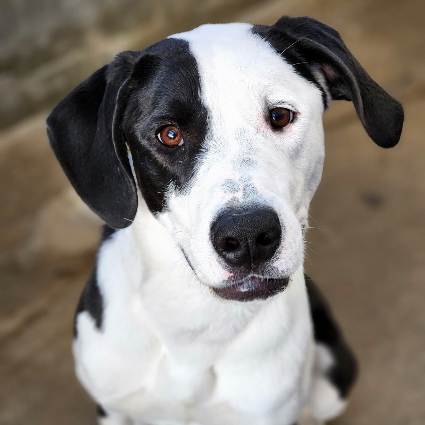 Enlarge Ivy, a Adoptable mixed breed in House Springs, MO image 3/3