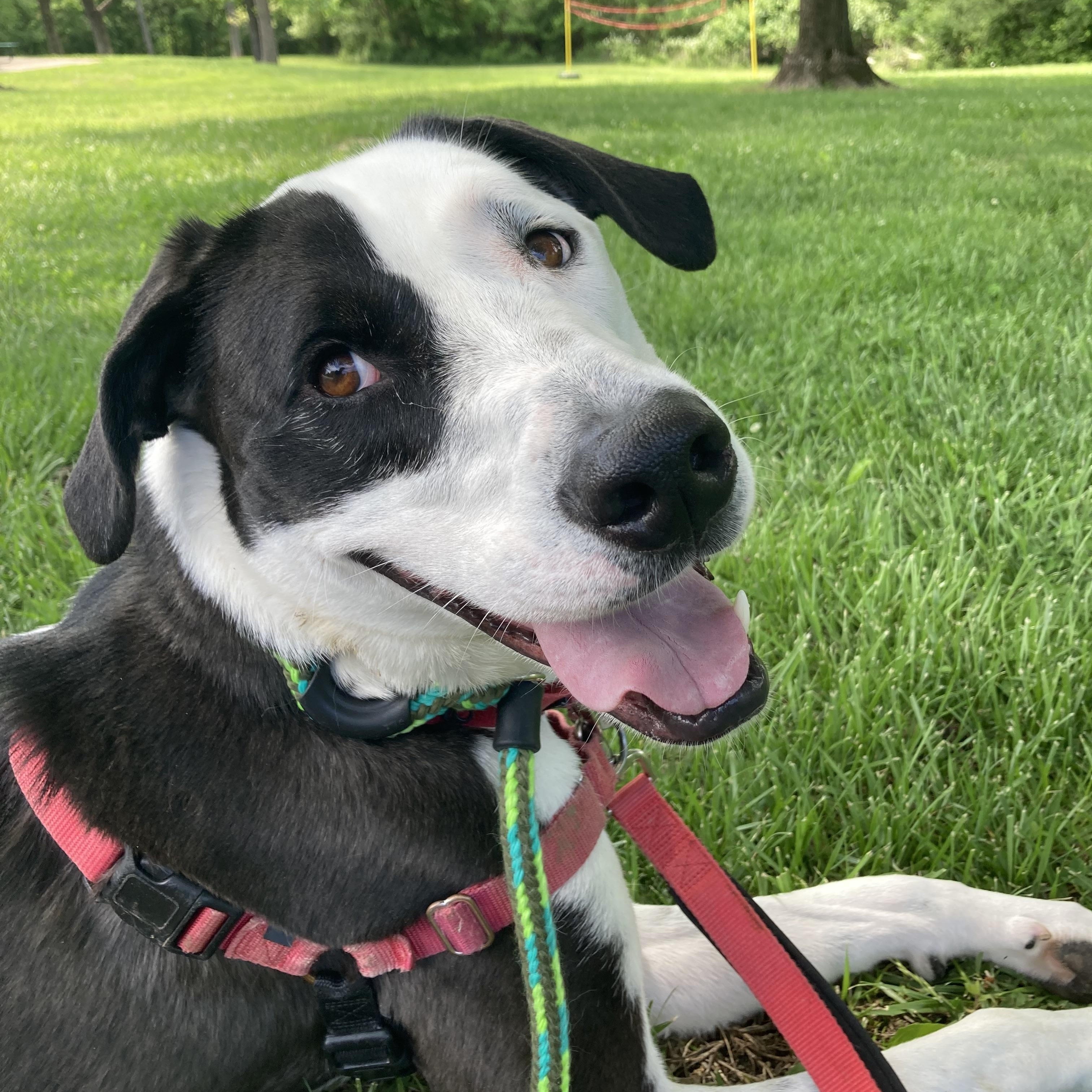 Ivy, an adoptable mixed breed in House Springs, MO image 1/3