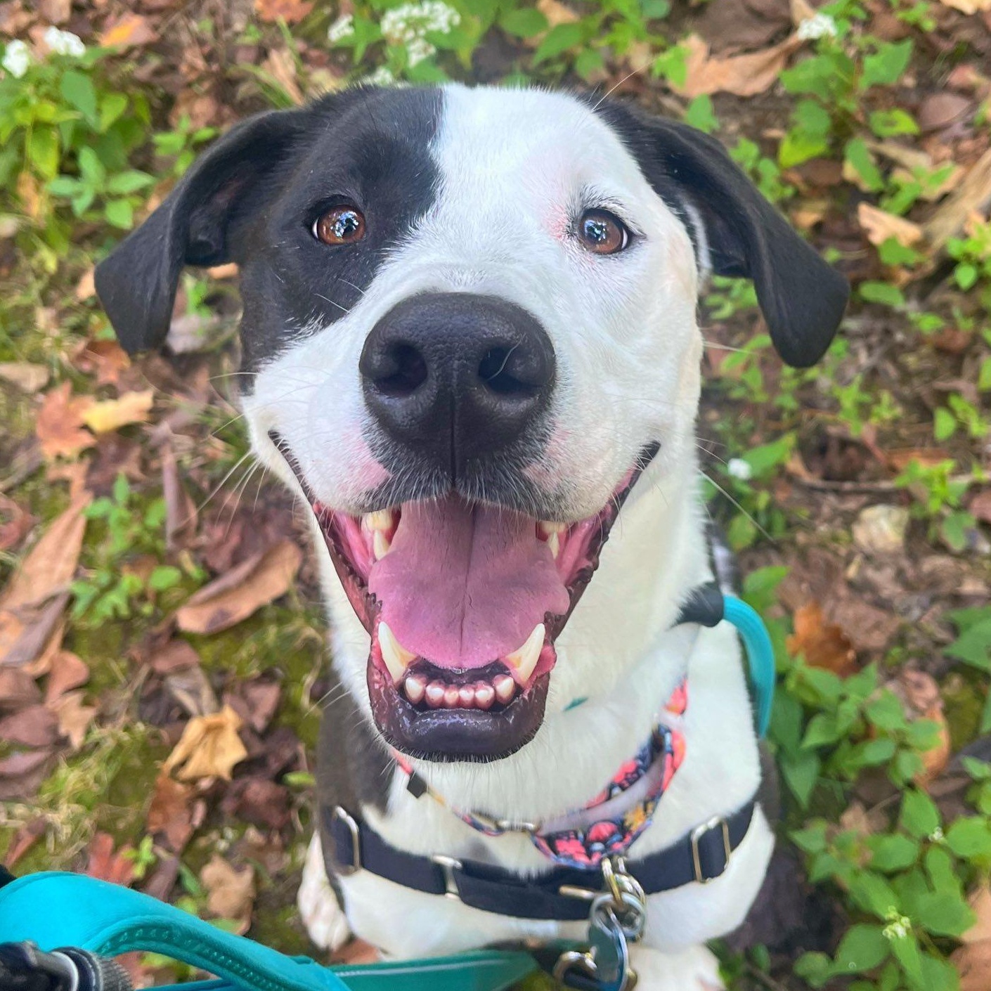 Ivy, Adoptable, Young Female Labrador Retriever.
