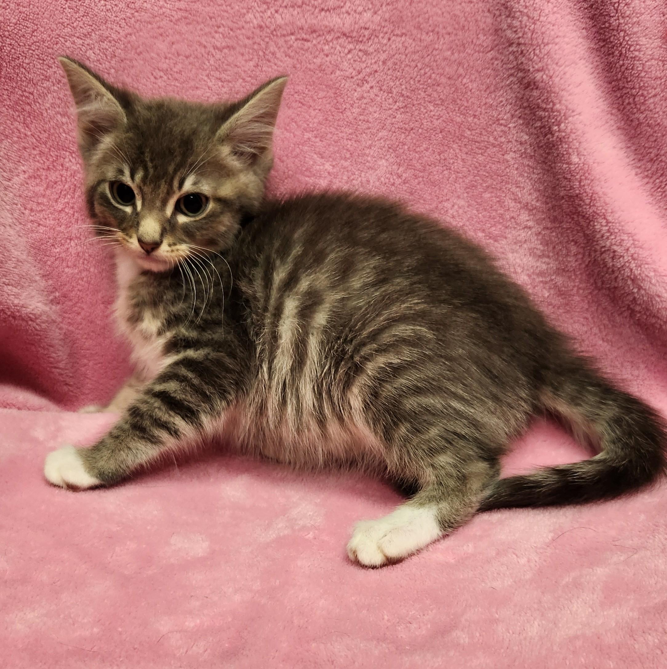 Yuki, an adopted mixed breed in Siloam Springs, AR image 2/2