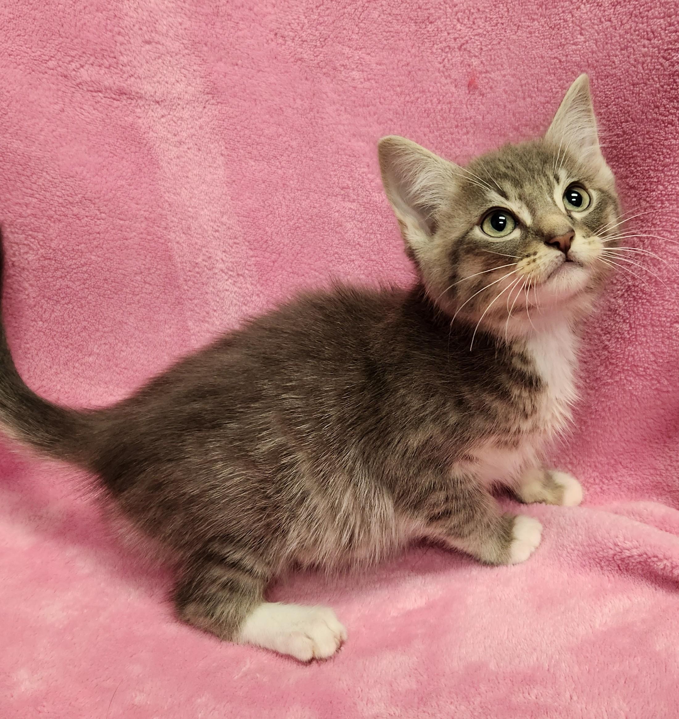 Yuki, an adopted mixed breed in Siloam Springs, AR image 1/2