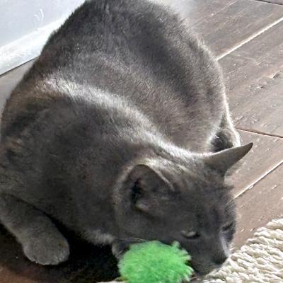 Enlarge Taylor, a ADOPTABLE Domestic Short Hair in Mississauga, ON image 2/3