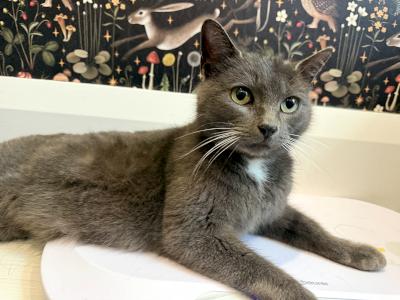 Enlarge Taylor, a ADOPTABLE Domestic Short Hair in Mississauga, ON image 3/3