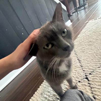 Enlarge Taylor, a ADOPTABLE Domestic Short Hair in Mississauga, ON image 1/3