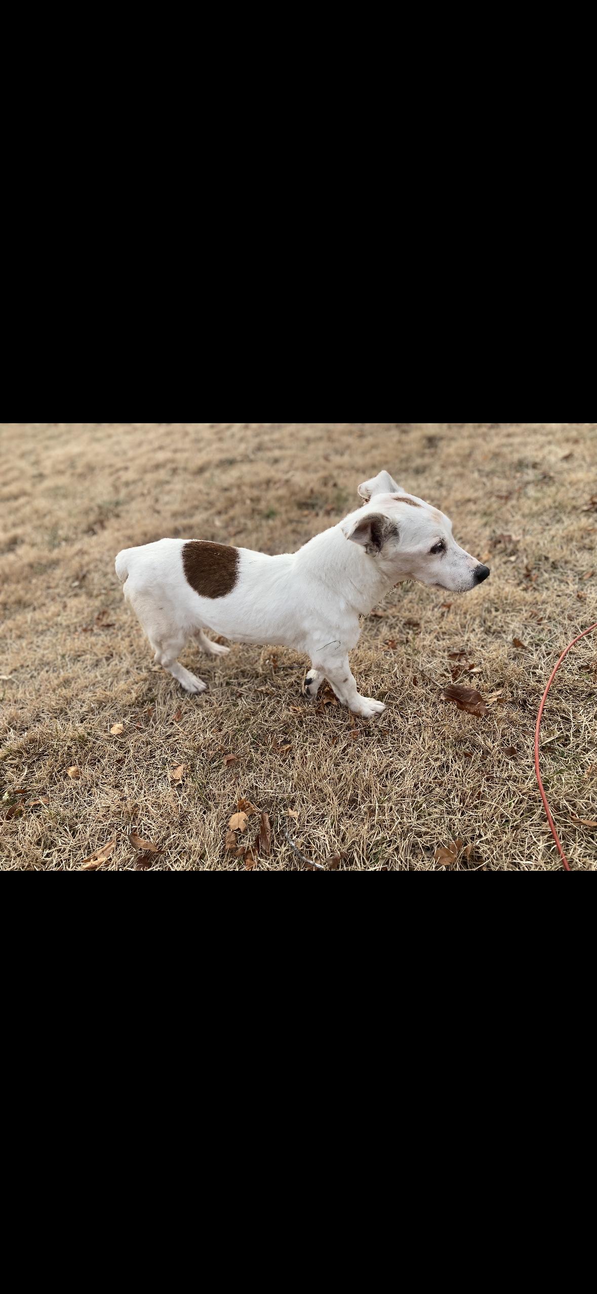 Enlarge Clara, a ADOPTABLE Jack Russell Terrier in Medford, NJ image 3/5