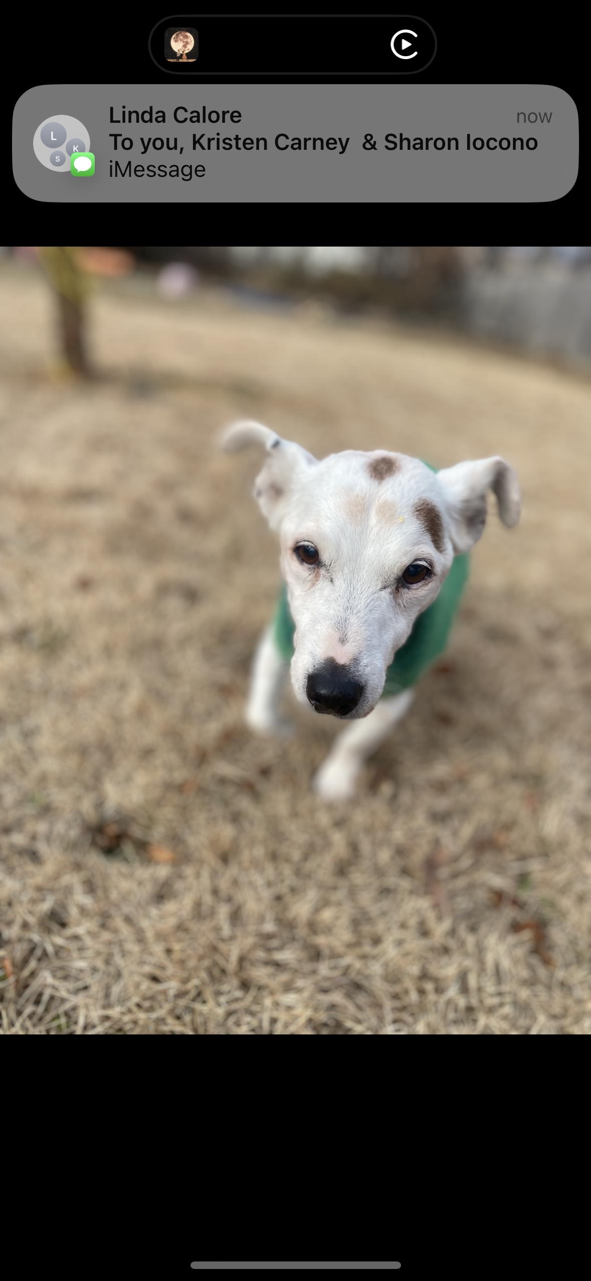 Enlarge Clara, a ADOPTABLE Jack Russell Terrier in Medford, NJ image 4/5