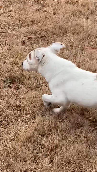 Enlarge Clara, a ADOPTABLE Jack Russell Terrier in Medford, NJ video 5/5