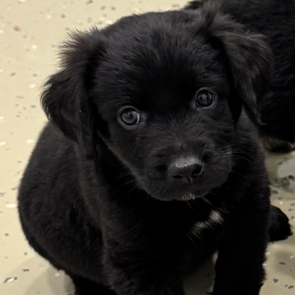 Allie, an adopted mixed breed in Stokesdale, NC image 2/2