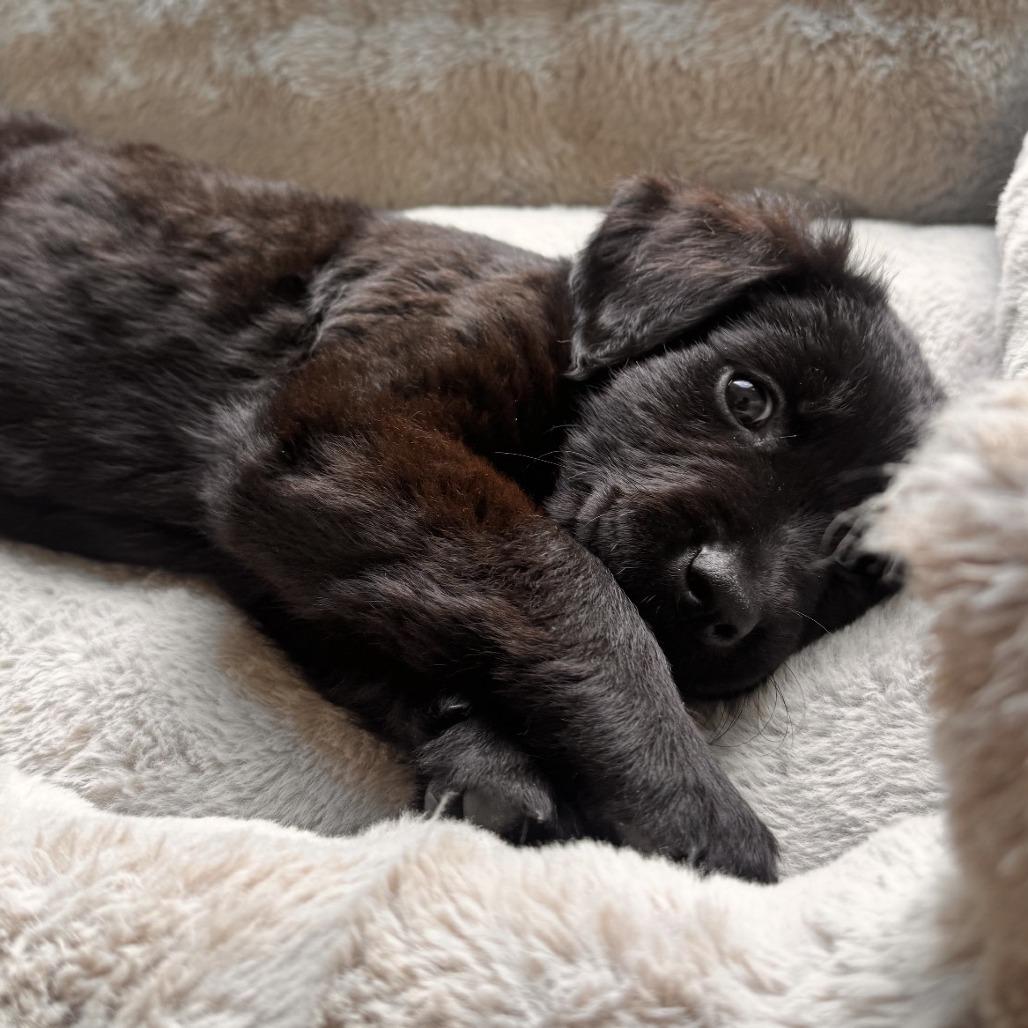 Allie, an adopted mixed breed in Stokesdale, NC image 1/2