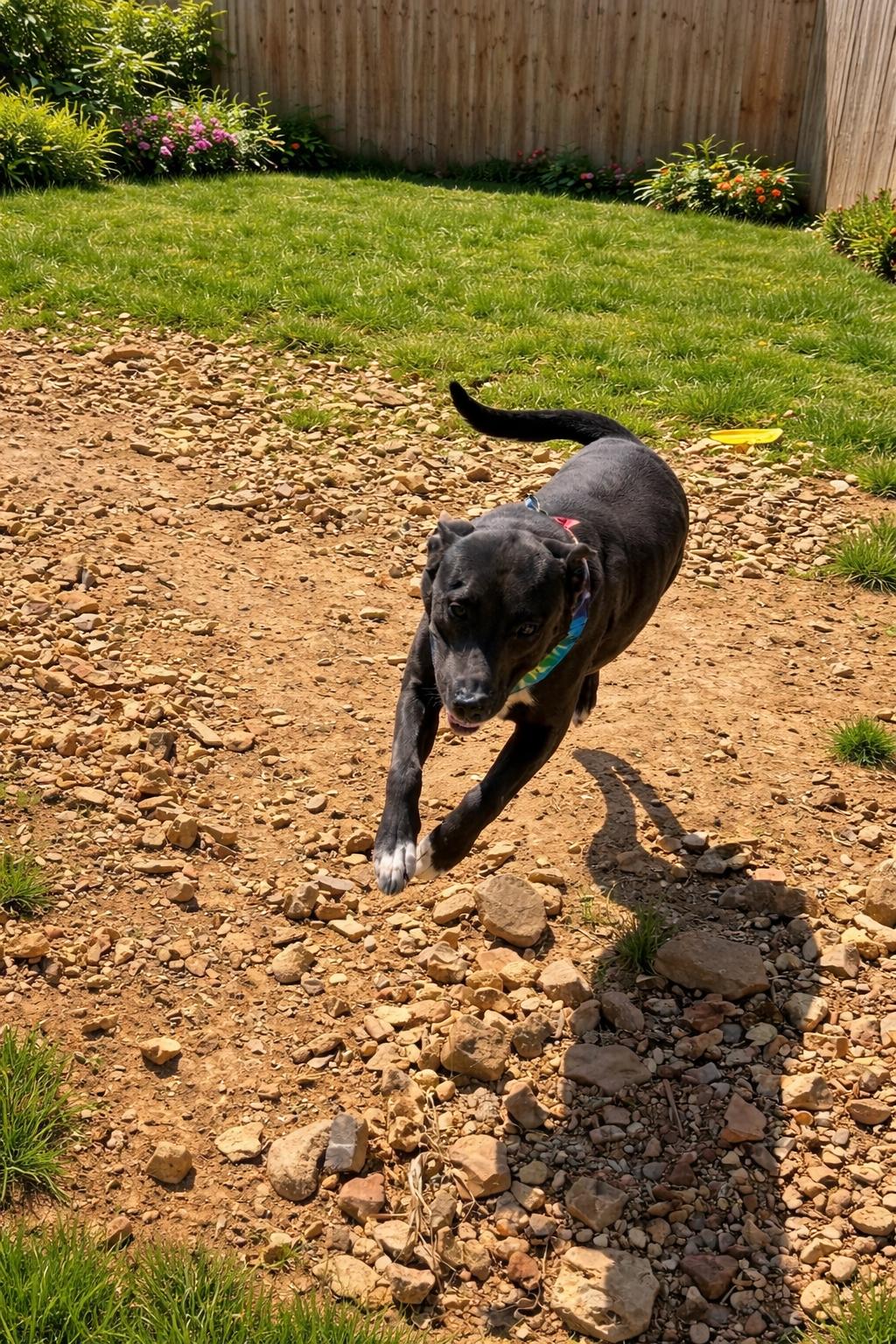 Enlarge Jedd, a Adoptable mixed breed in Homer Glen, IL image 5/5