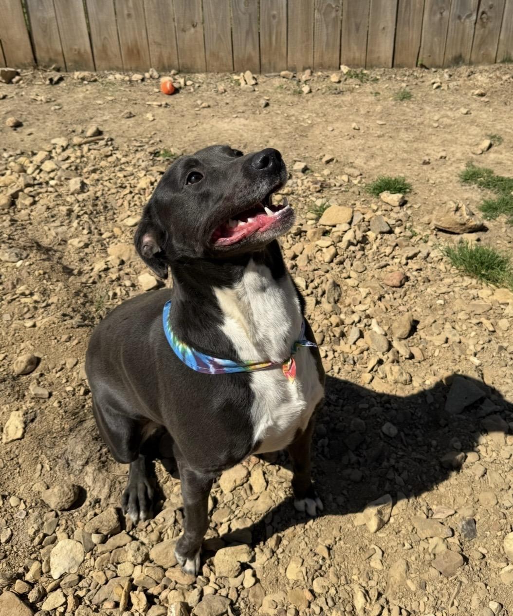 Enlarge Jedd, a Adoptable mixed breed in Homer Glen, IL image 4/5