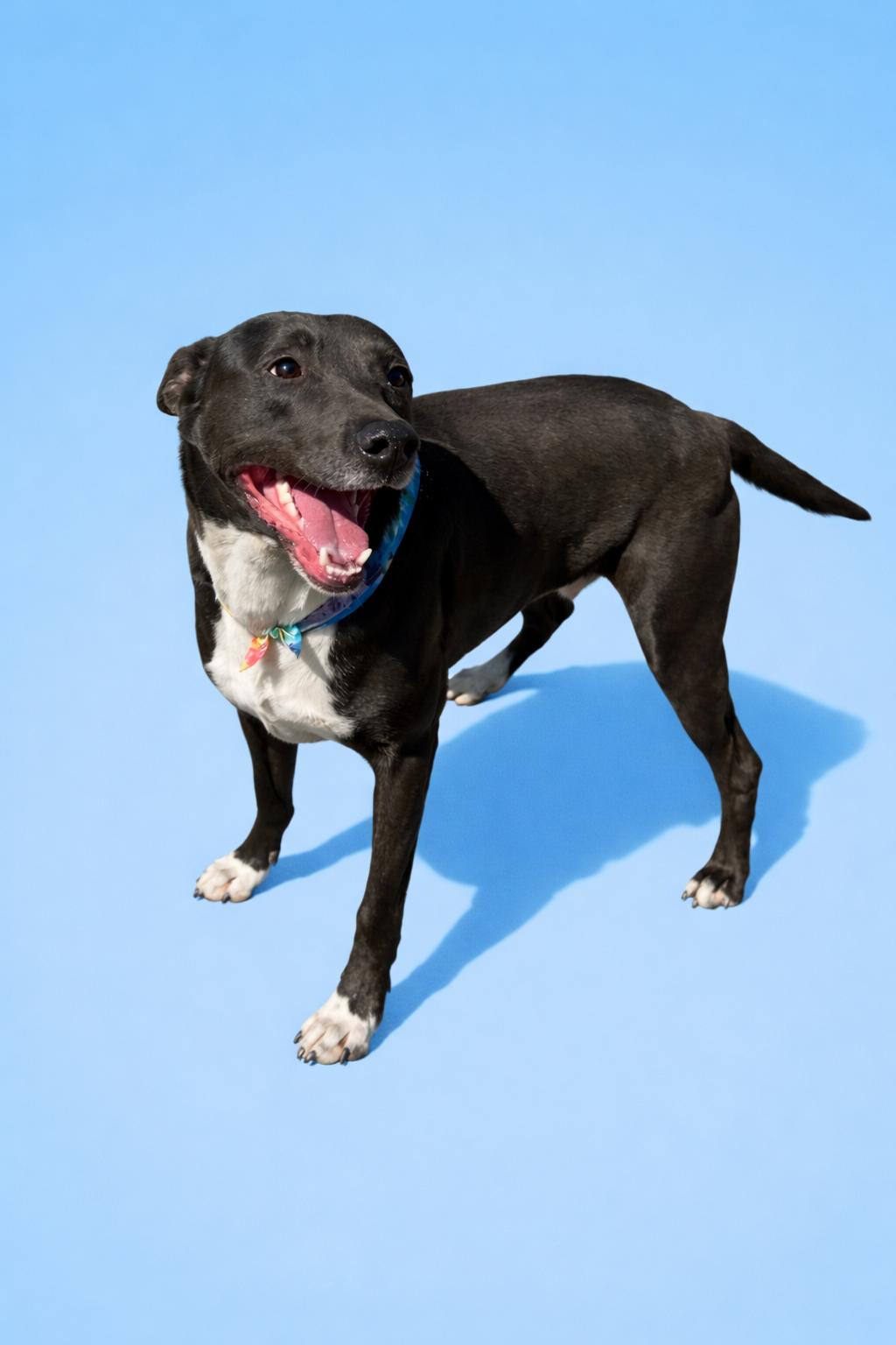 Enlarge Jedd, a Adoptable mixed breed in Homer Glen, IL image 2/5