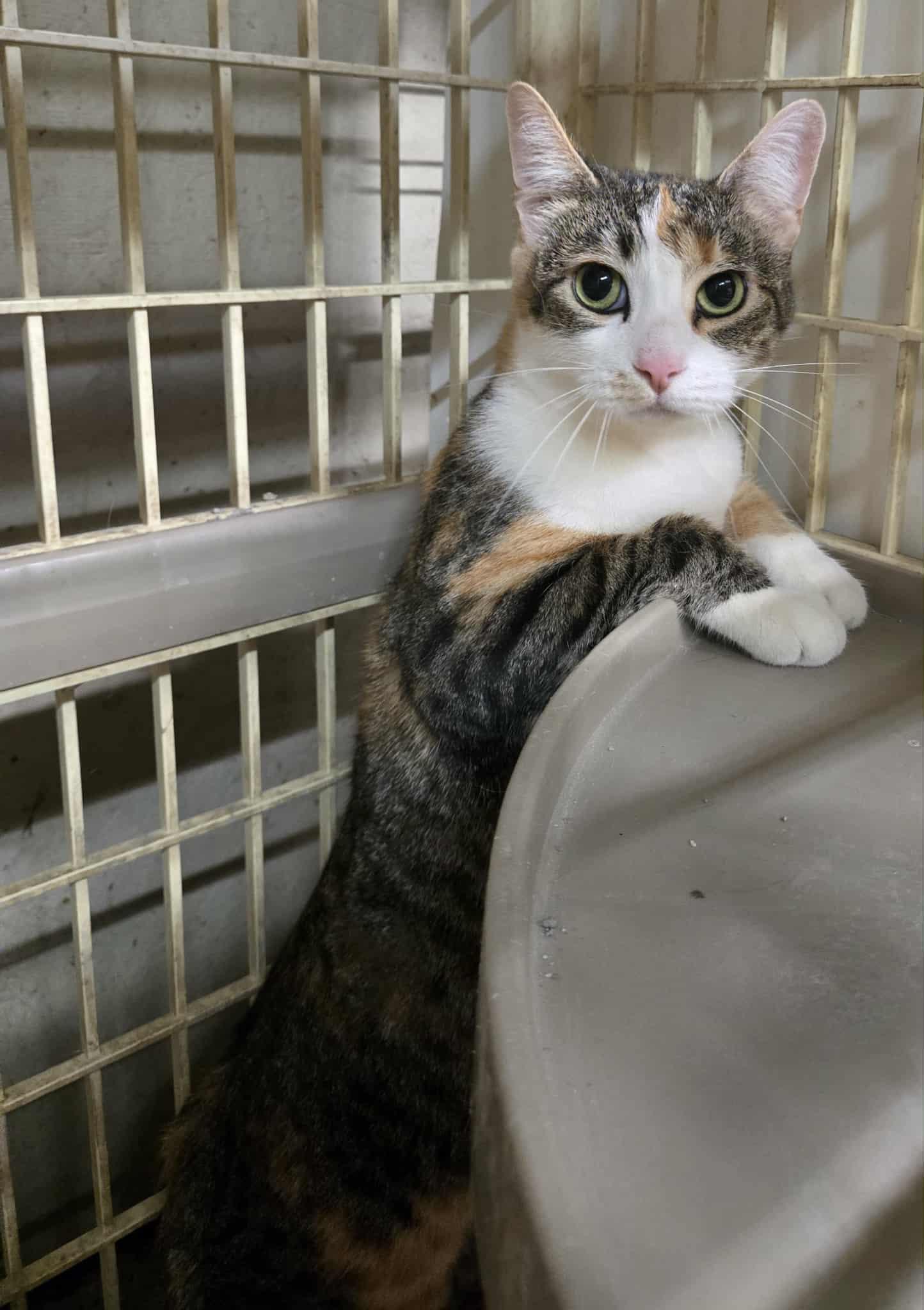 Enlarge Baby, a ADOPTABLE mixed breed in Freeport, IL image 1/2