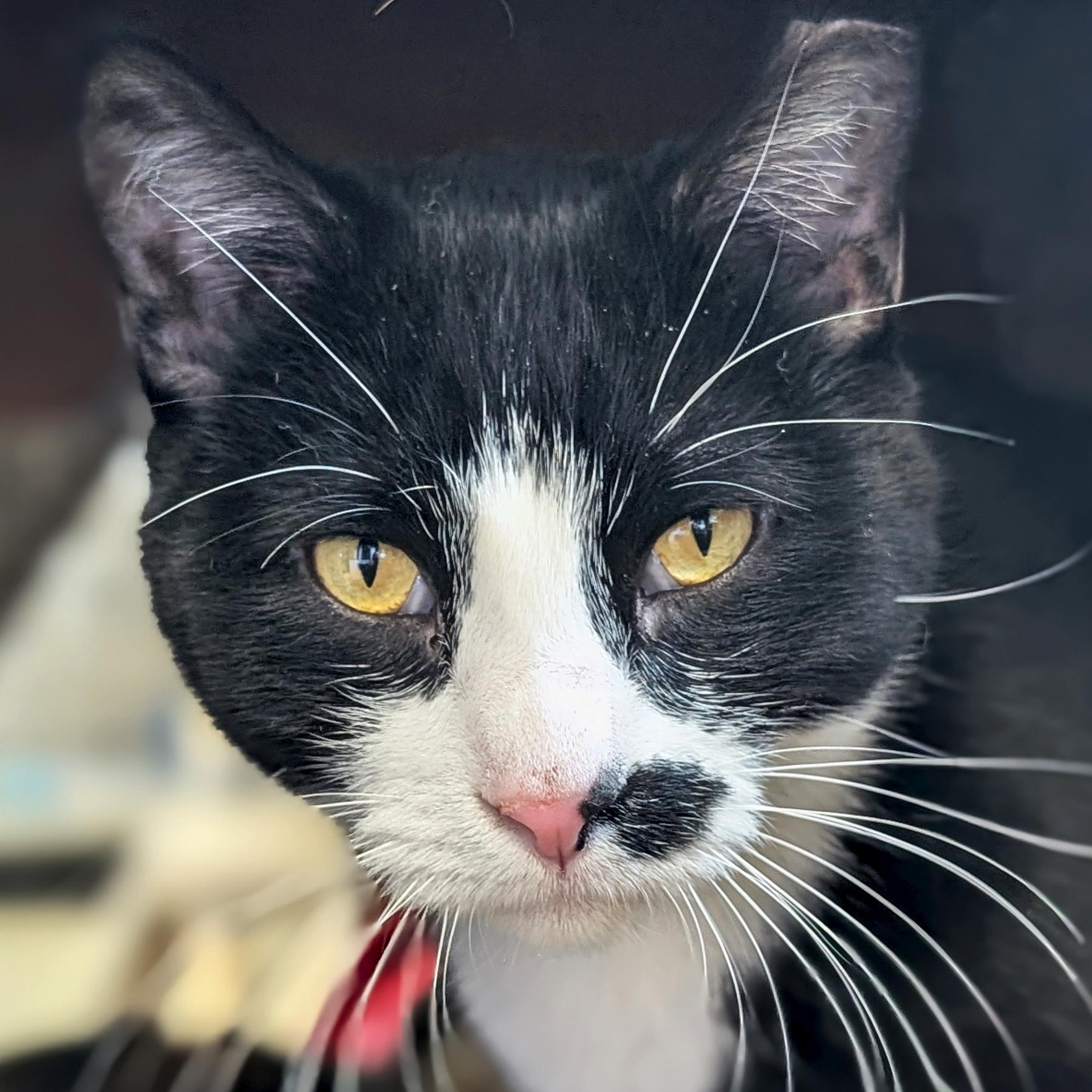 Ink Spot - Name Your Own Adoption Fee!, an adopted Domestic Short Hair in Jefferson, WI image 1/6