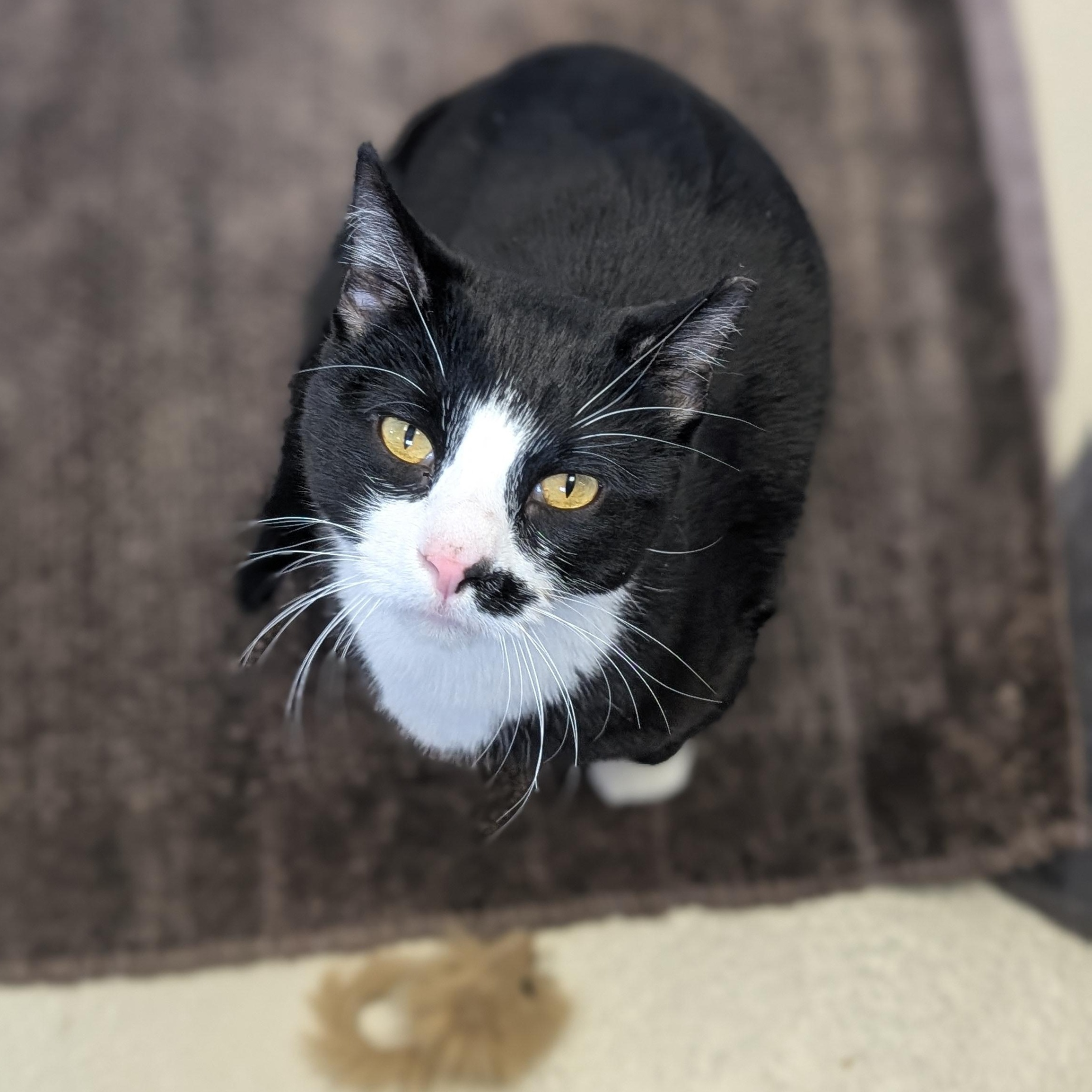 Ink Spot - Name Your Own Adoption Fee!, an adopted Domestic Short Hair in Jefferson, WI image 5/6