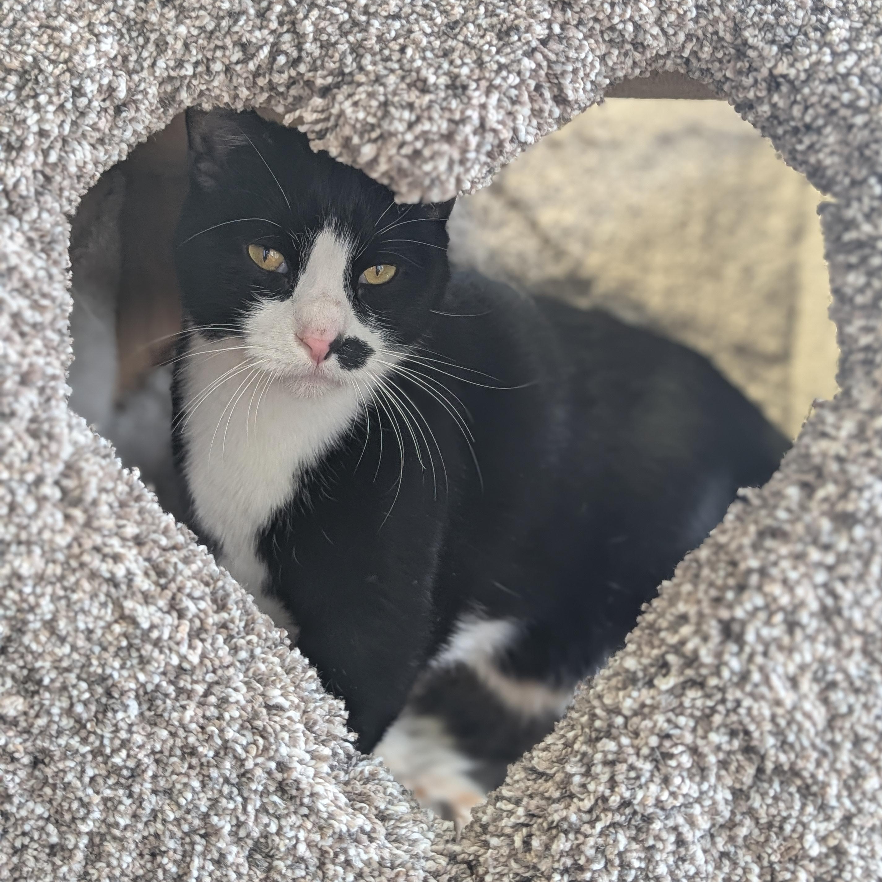 Ink Spot - Name Your Own Adoption Fee!, an adopted Domestic Short Hair in Jefferson, WI image 4/6