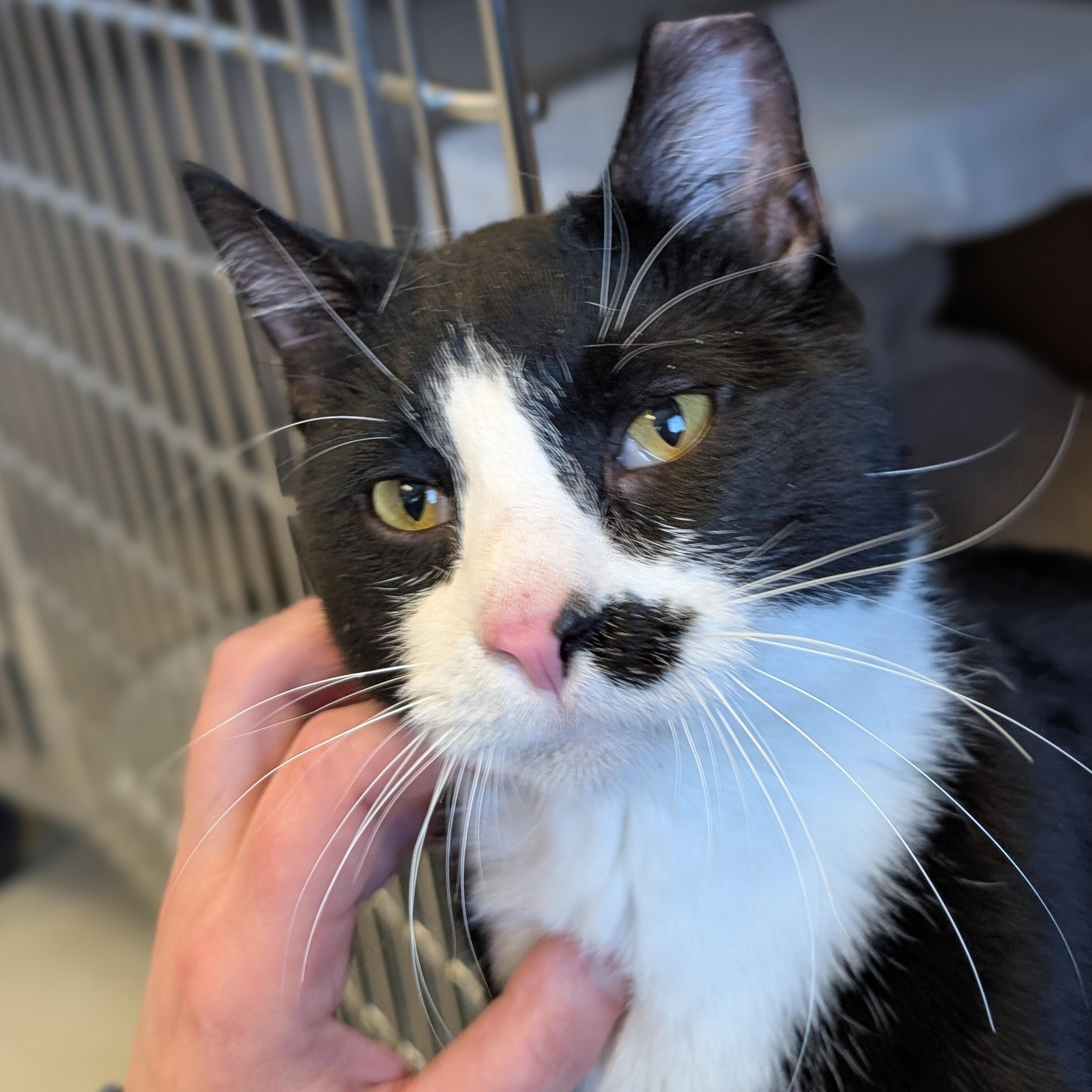 Ink Spot - Name Your Own Adoption Fee!, an adopted Domestic Short Hair in Jefferson, WI image 2/6